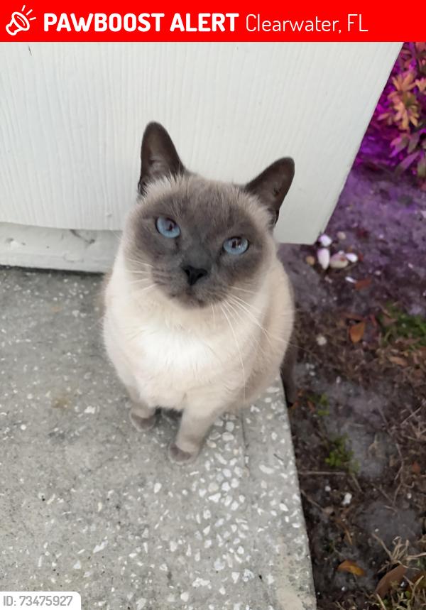 Lost Female Cat last seen 1267jackson rd, Clearwater, FL 33755