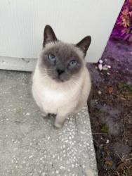 Lost Female Cat last seen 1267jackson rd, Clearwater, FL 33755