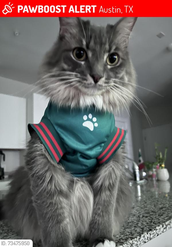 Lost Male Cat last seen CaseyBridge Court, Austin, TX 78741