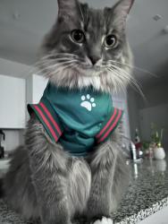 Lost Male Cat last seen CaseyBridge Court, Austin, TX 78741