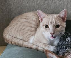 Lost Female Cat last seen Red Bud Lane, Round Rock, TX 78664