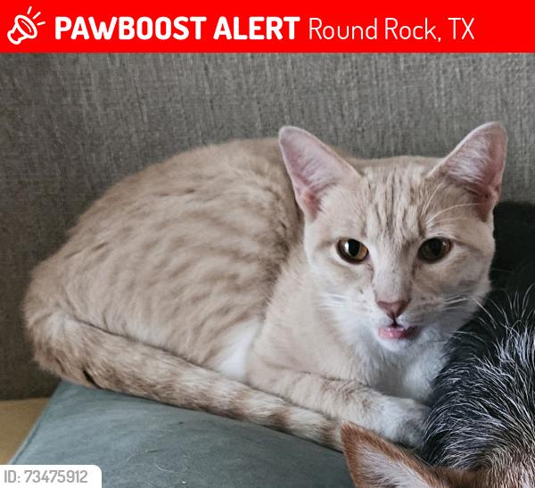 Lost Female Cat last seen Red Bud Lane, Round Rock, TX 78664