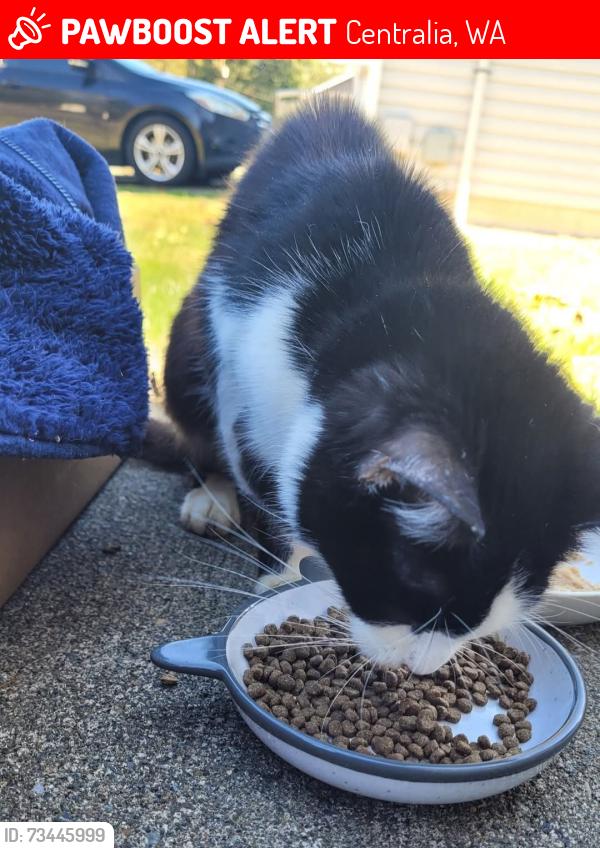 Lost Female Cat last seen Scammon Creek apmts, Centralia, WA 98531
