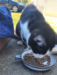 Lost Female Cat last seen Scammon Creek apmts, Centralia, WA 98531