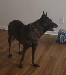 Lost Female Dog last seen Apartamentos Cedar Hill, Dalton, GA 30720