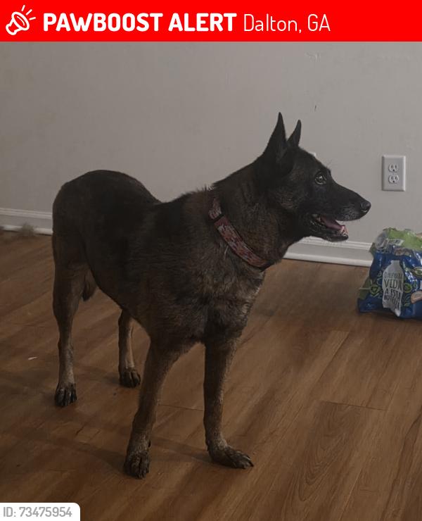 Lost Female Dog last seen Apartamentos Cedar Hill, Dalton, GA 30720