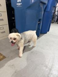 Reunited Female Dog last seen Whitney Ranch Rec Center, Henderson, NV 89014