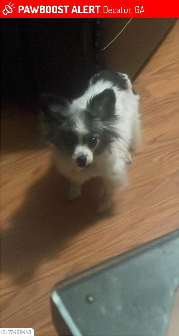 Lost Female Dog last seen Decatur Georgia, Decatur, GA 30034