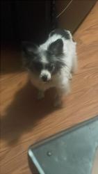 Lost Female Dog last seen Decatur Georgia, Decatur, GA 30034