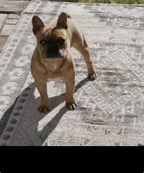 Lost Male Dog last seen 98th and Artisco Vista, Albuquerque, NM 87121