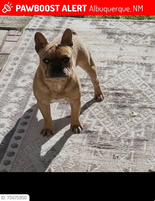 Lost Male Dog last seen 98th and Artisco Vista, Albuquerque, NM 87121