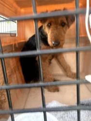 Lost Female Dog last seen DFW Airport, Grapevine, TX 76099