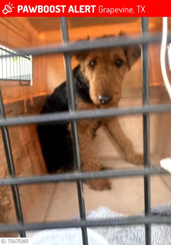 Lost Female Dog last seen DFW Airport, Grapevine, TX 76099