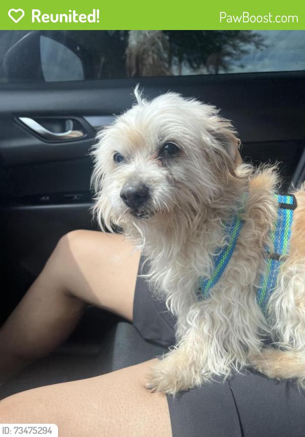 Reunited Male Dog last seen Revere and Ann, North Las Vegas, NV 89031