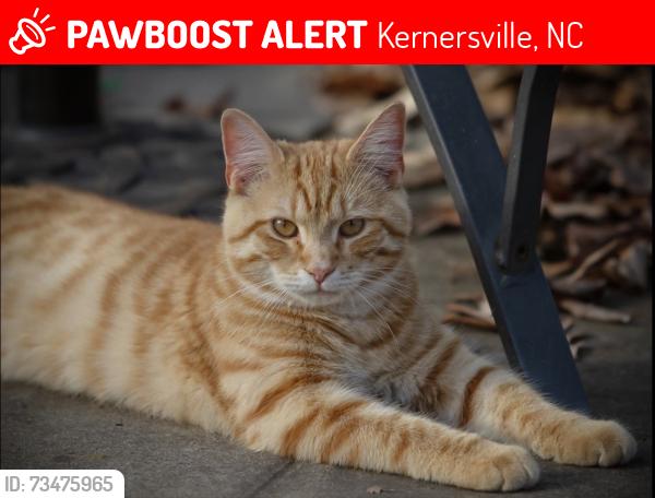 Lost Male Cat last seen St. Regis, Kernersville, NC 27284