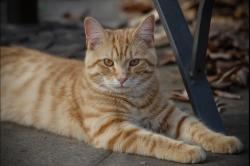 Lost Male Cat last seen St. Regis, Kernersville, NC 27284