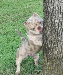 Lost Female Dog last seen in the Sunwood Hills neighborhood in east Tulsa. Its nearest major cross street is S 145th E Ave, Tulsa, OK 74116