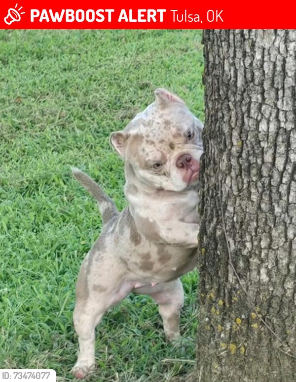 Lost Female Dog last seen in the Sunwood Hills neighborhood in east Tulsa. Its nearest major cross street is S 145th E Ave, Tulsa, OK 74116