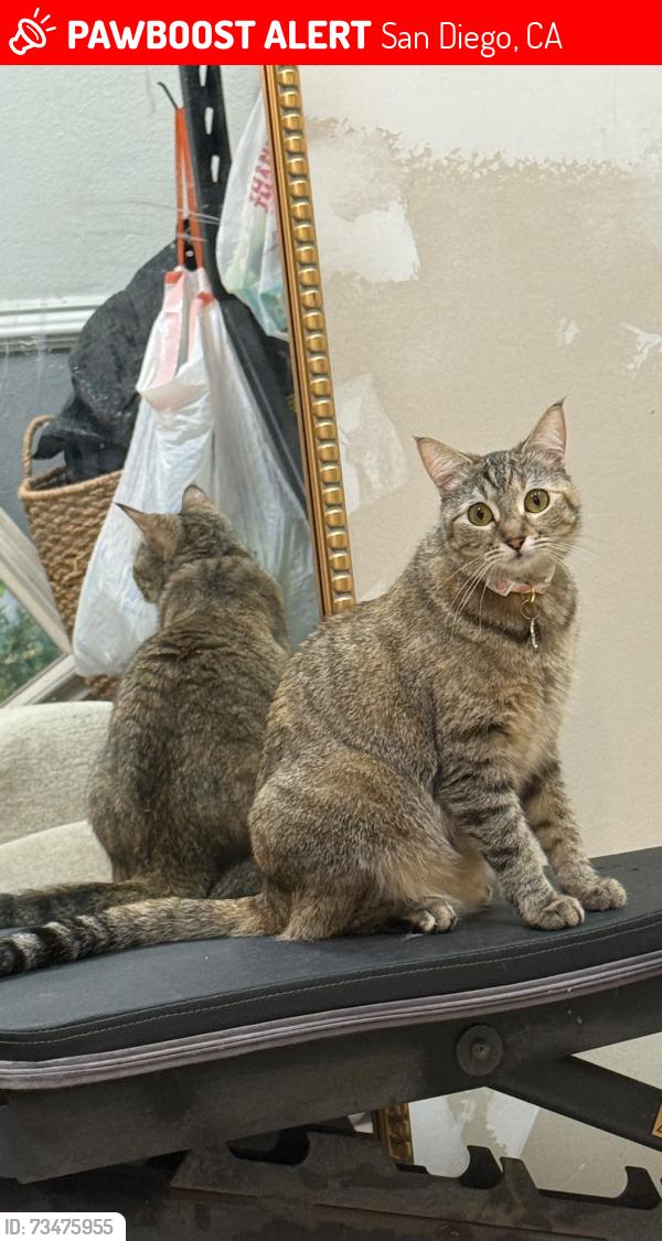 Lost Female Cat last seen Barstow & Longford st, San Diego, CA 92117