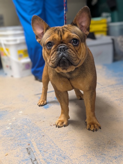Shelter Stray Female Dog last seen N Santos Dr, Dunnellon, FL, 4030 S Airport Rd, Inverness, FL 34450, USA