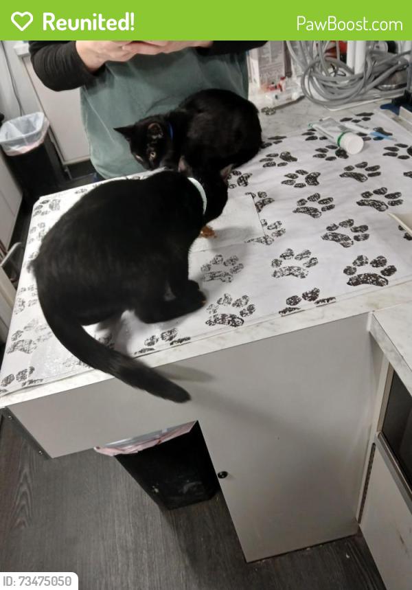 Reunited Male Cat last seen Leland and balsam, Madison, WI 53711
