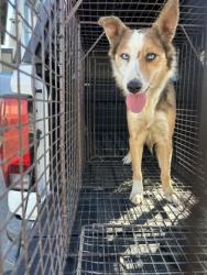 Shelter Stray Female Dog last seen S Fig Ave & America Ave, Fresno Zone Fresno CO 1A 93706, CA, 1510 W Dan Ronquillo Dr, Fresno, CA 93706, USA