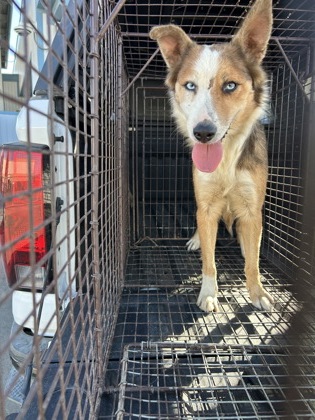 Shelter Stray Female Dog last seen S Fig Ave & America Ave, Fresno Zone Fresno CO 1A 93706, CA, 1510 W Dan Ronquillo Dr, Fresno, CA 93706, USA