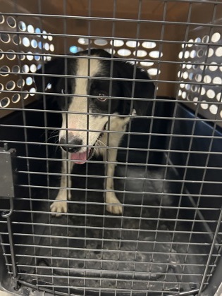 Shelter Stray Female Dog last seen S Fig Ave & America Ave, Fresno Zone Fresno CO 1A 93706, CA, 1510 W Dan Ronquillo Dr, Fresno, CA 93706, USA