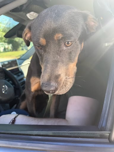 Shelter Stray Male Dog last seen Near Chamblee Tucker Rd, Atlanta, GA 30341, 30341, GA, 3280 Chamblee Dunwoody Rd, Chamblee, GA 30341, USA