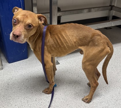 Shelter Stray Male Dog last seen Near 27th Ave Unit# 210, Oakland, CA, 1101 29th Ave, Oakland, CA 94601, USA