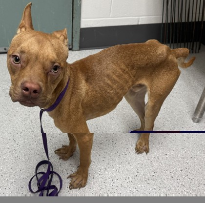 Shelter Stray Male Dog last seen Near 27th Ave Unit# 210, Oakland, CA, 1101 29th Ave, Oakland, CA 94601, USA