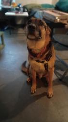 Reunited Male Dog last seen Mission, San Francisco, CA 94110