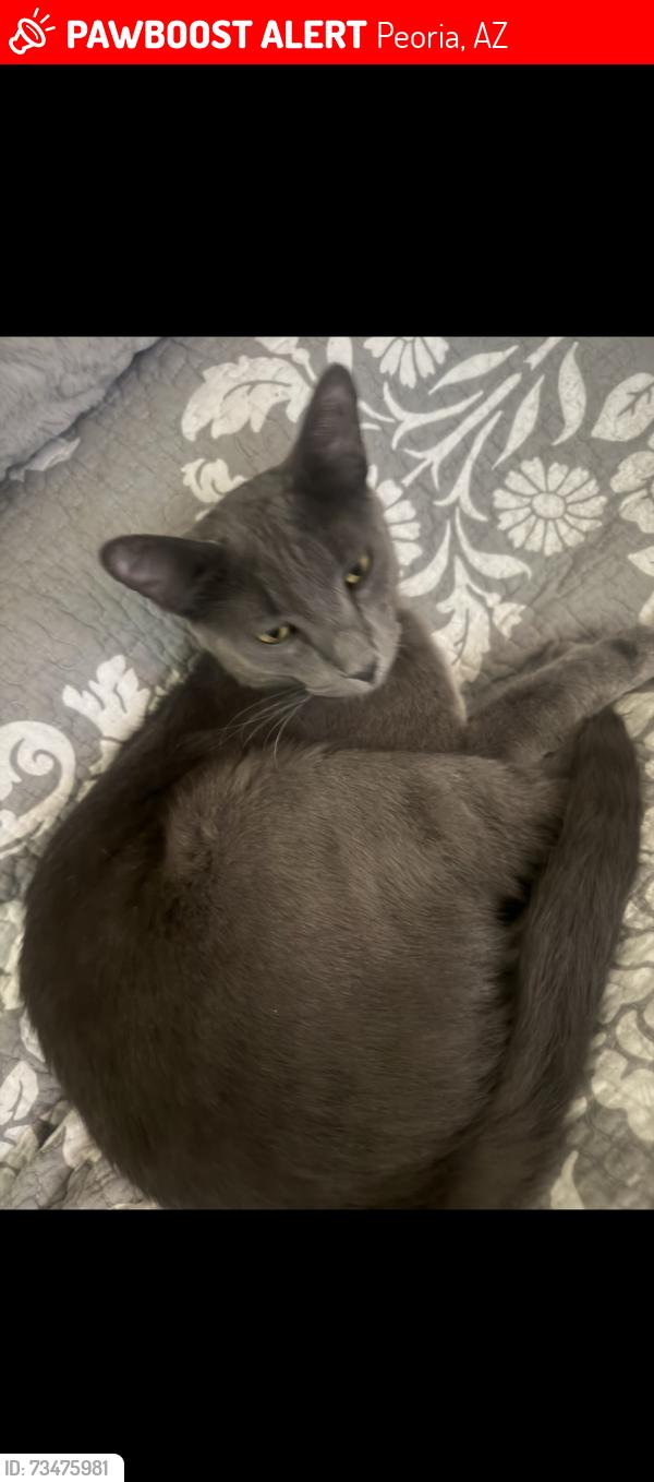 Lost Male Cat last seen 83rd Ave and happy valley, Peoria, AZ 85383