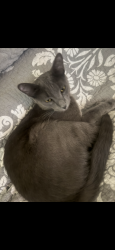 Lost Male Cat last seen 83rd Ave and happy valley, Peoria, AZ 85383