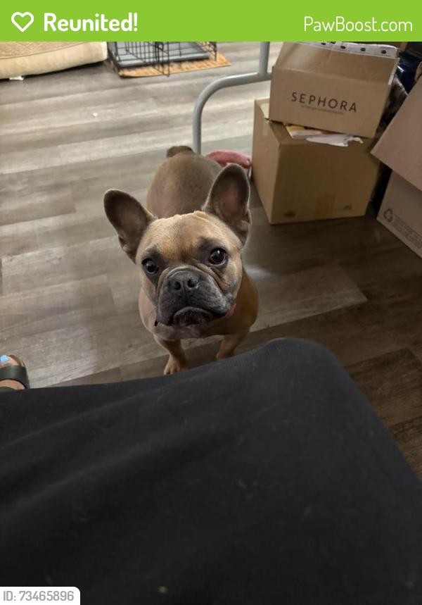 Reunited Female Dog last seen Santos, Hayward, CA 94541