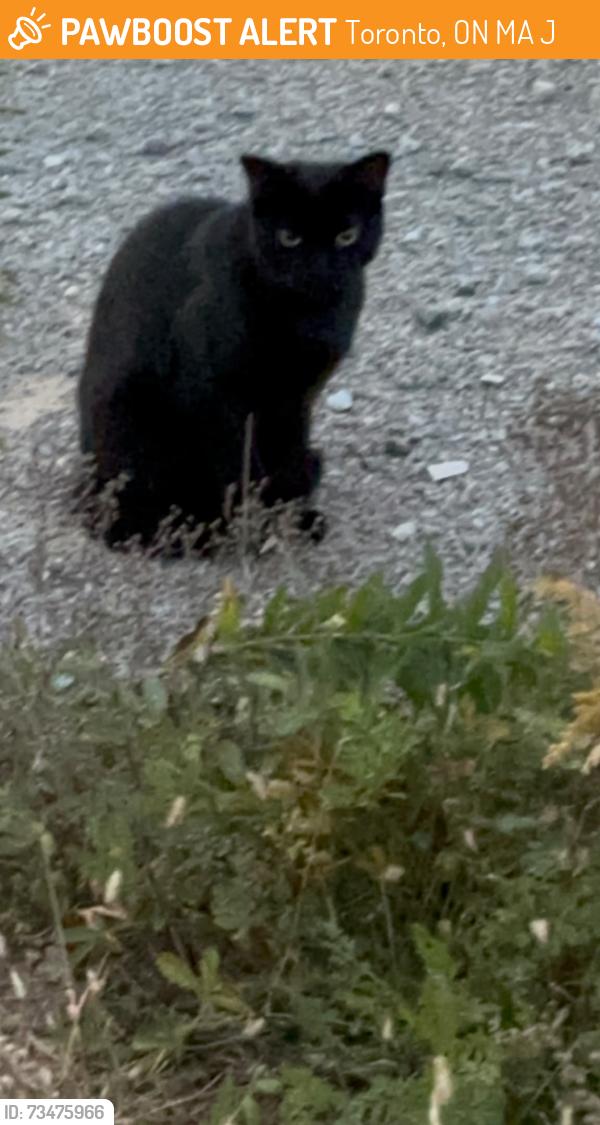 Found/Stray Unknown Cat last seen Mill St & Bayview Avenue, Toronto, Toronto, ON M5A 0J1
