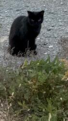 Found/Stray Unknown Cat last seen Mill St & Bayview Avenue, Toronto, Toronto, ON M5A 0J1