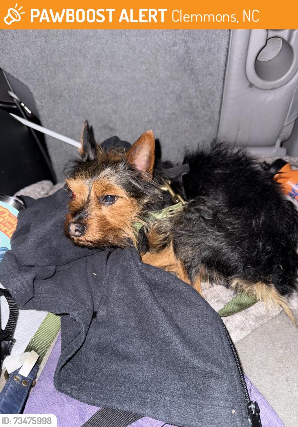 Found/Stray Unknown Dog last seen Lewisville-Clemmons rd, Clemmons, NC 27012
