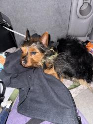 Found/Stray Unknown Dog last seen Lewisville-Clemmons rd, Clemmons, NC 27012