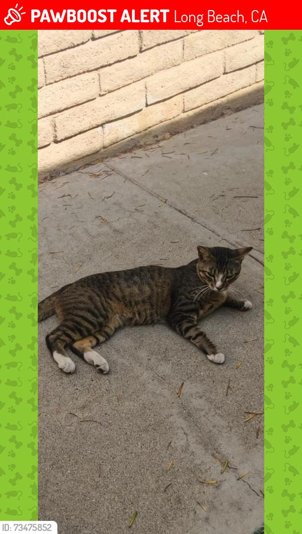 Lost Male Cat last seen Stearns by Trader Joe's, Long Beach, CA 90815