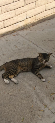 Lost Male Cat last seen Stearns by Trader Joe's, Long Beach, CA 90815