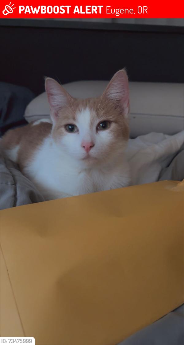 Lost Female Cat last seen 18th and city veiw, Eugene, OR 97402
