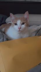 Lost Female Cat last seen 18th and city veiw, Eugene, OR 97402