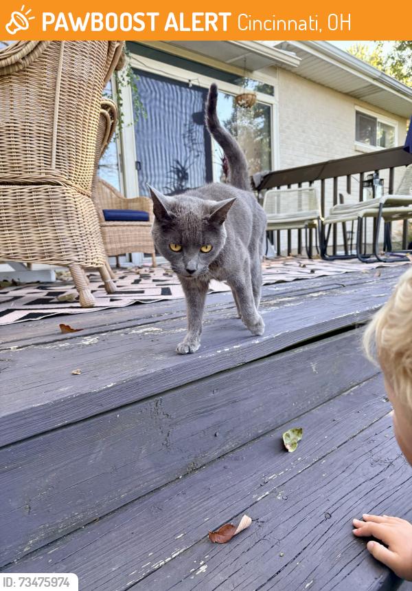 Found/Stray Unknown Cat last seen Lives under my patio, Cincinnati, OH 45243