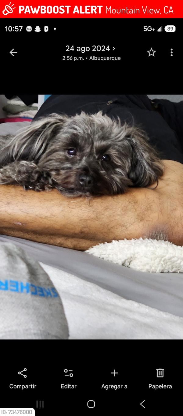 Lost Male Dog last seen Cooper, Mountain View, CA 94041