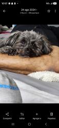 Lost Male Dog last seen Cooper, Mountain View, CA 94041