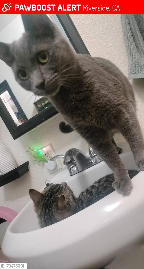 Lost Male Cat last seen Downtown Riverside by food lab, Riverside, CA 92501