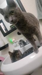 Lost Male Cat last seen Downtown Riverside by food lab, Riverside, CA 92501