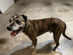 Reunited Male Dog last seen Knowles and WJ Boaz, Saginaw, TX 76179