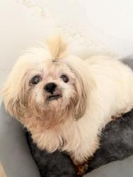 Lost Male Dog last seen Cullen blvd and Orem, Houston, TX 77051
